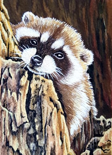 Raccoon, gouache.